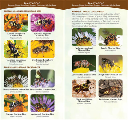 Common Native Bees of the Western United States