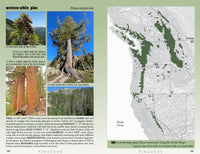 Conifers of the Pacific Slope