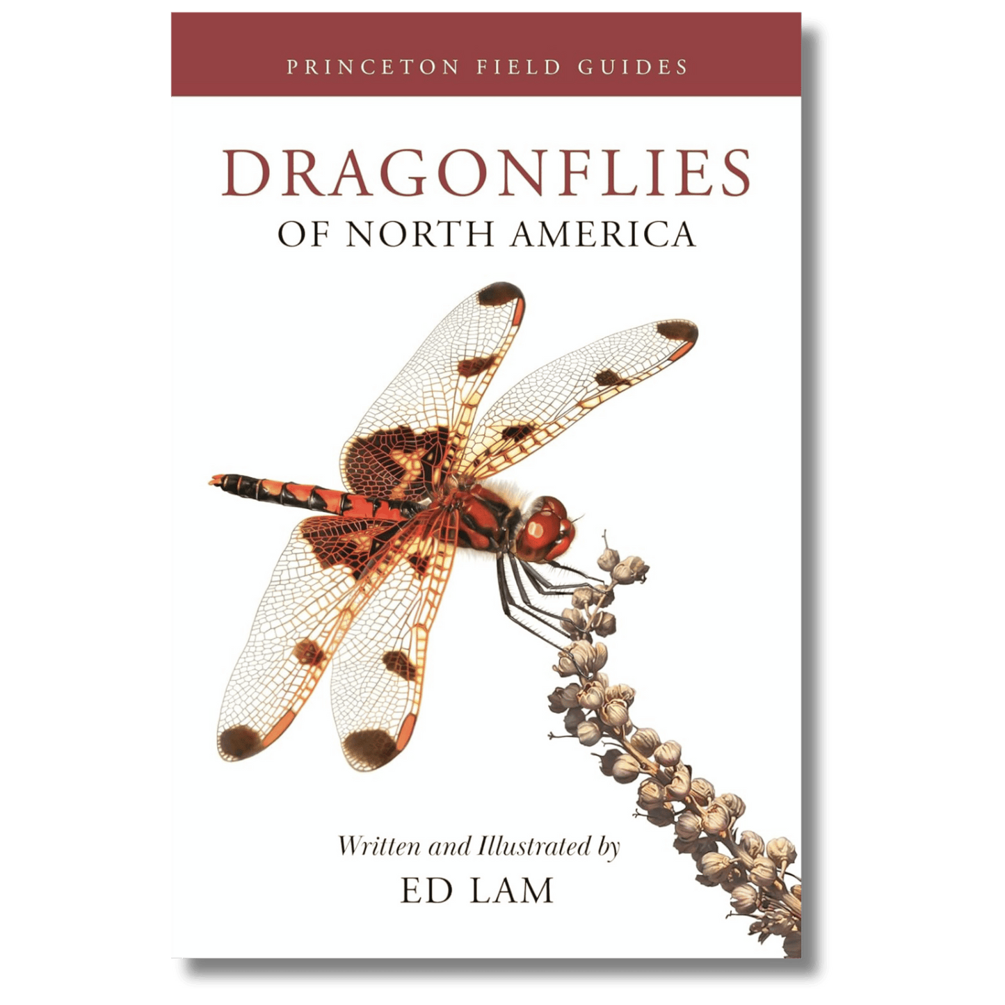 Dragonflies of North America