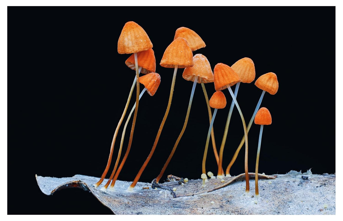 Entangled Life: The Illustrated Edition: How Fungi Make Our Worlds