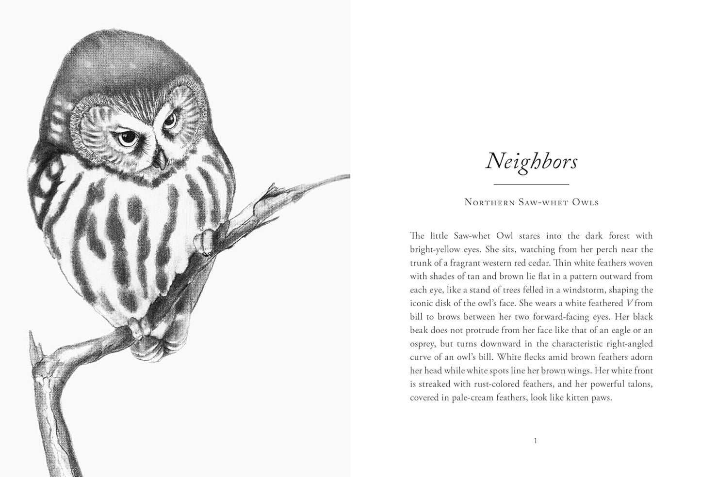 The Hidden Lives of Owls: The Science and Spirit of Nature's Most Elusive Birds