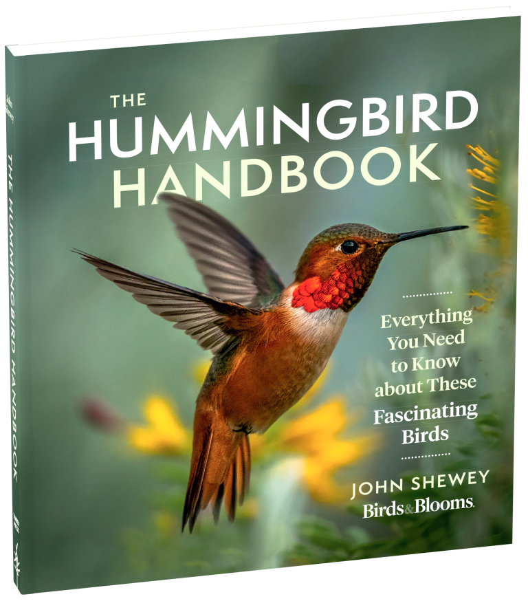 The Hummingbird Handbook: Everything You Need to Know about These Fascinating Birds