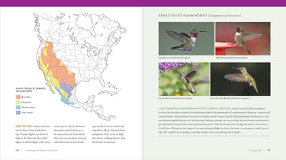 The Hummingbird Handbook: Everything You Need to Know about These Fascinating Birds