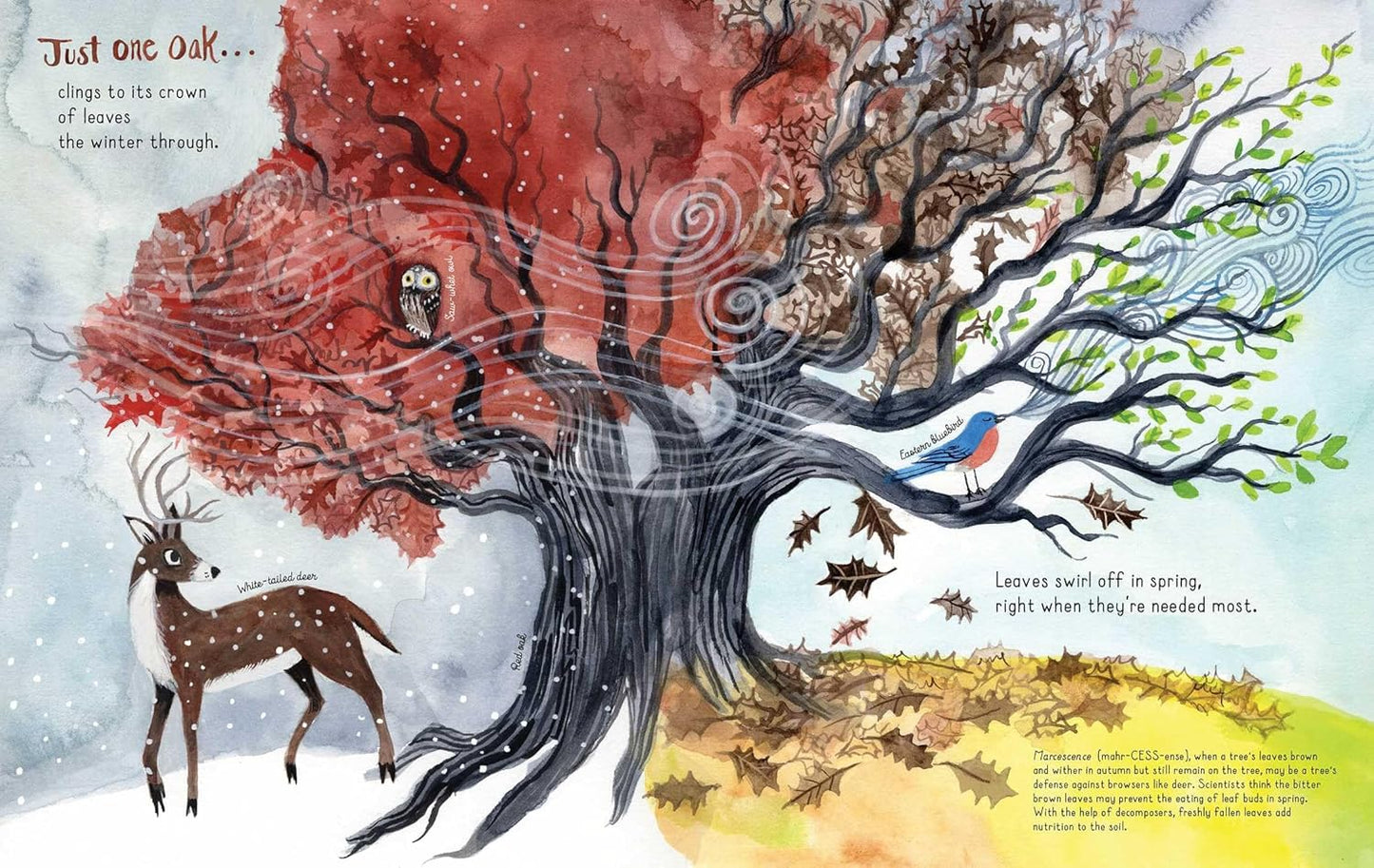 Just One Oak: What a Single Tree Can Be