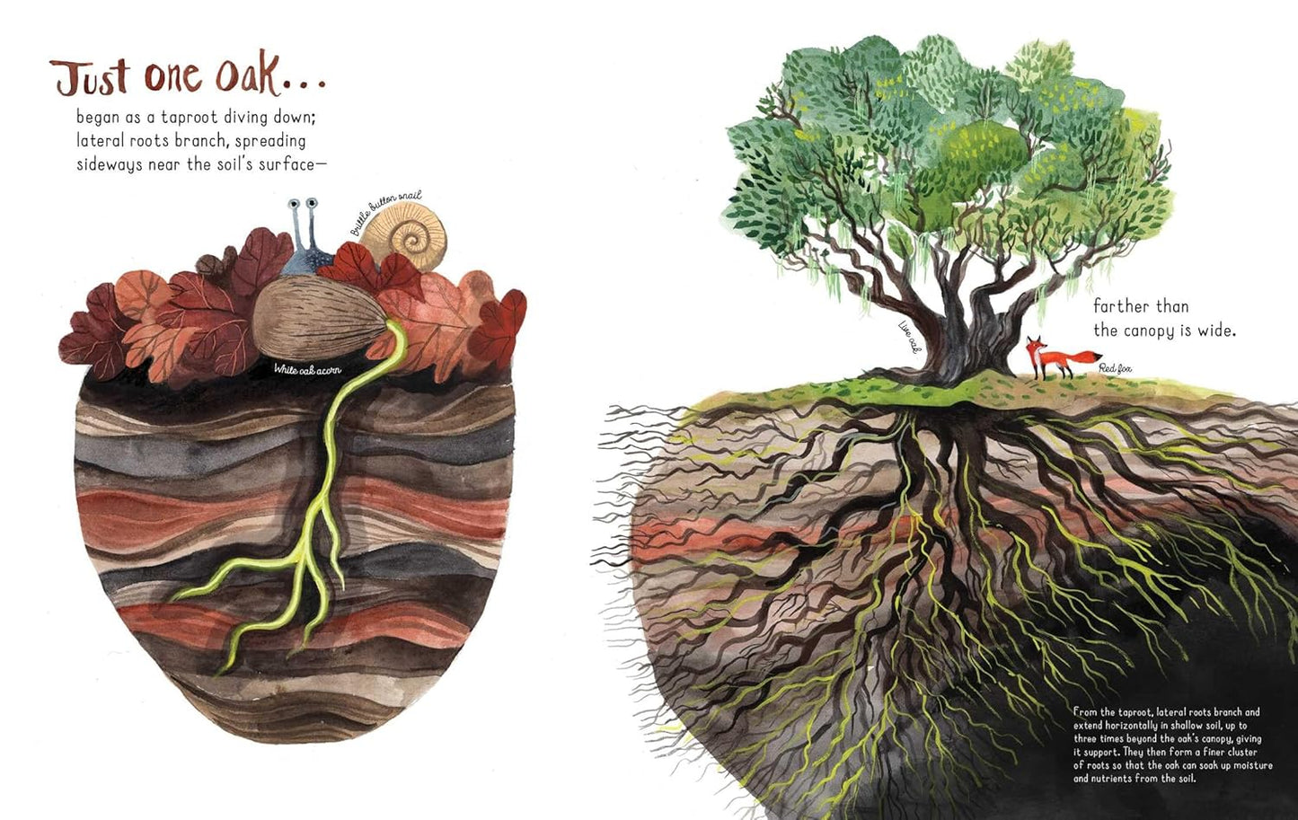 Just One Oak: What a Single Tree Can Be