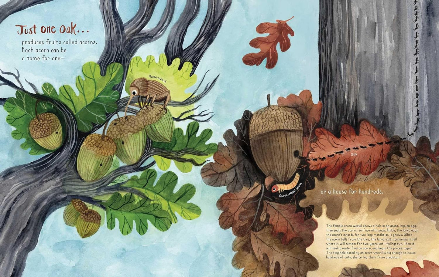 Just One Oak: What a Single Tree Can Be