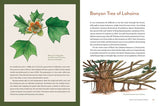 Knowing the Trees: Discover the Forest from Seed to Snag