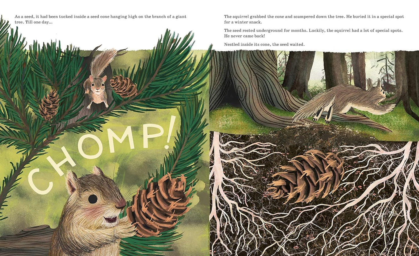 Listen to the Language of the Trees: A Story of How Forests Communicate Underground