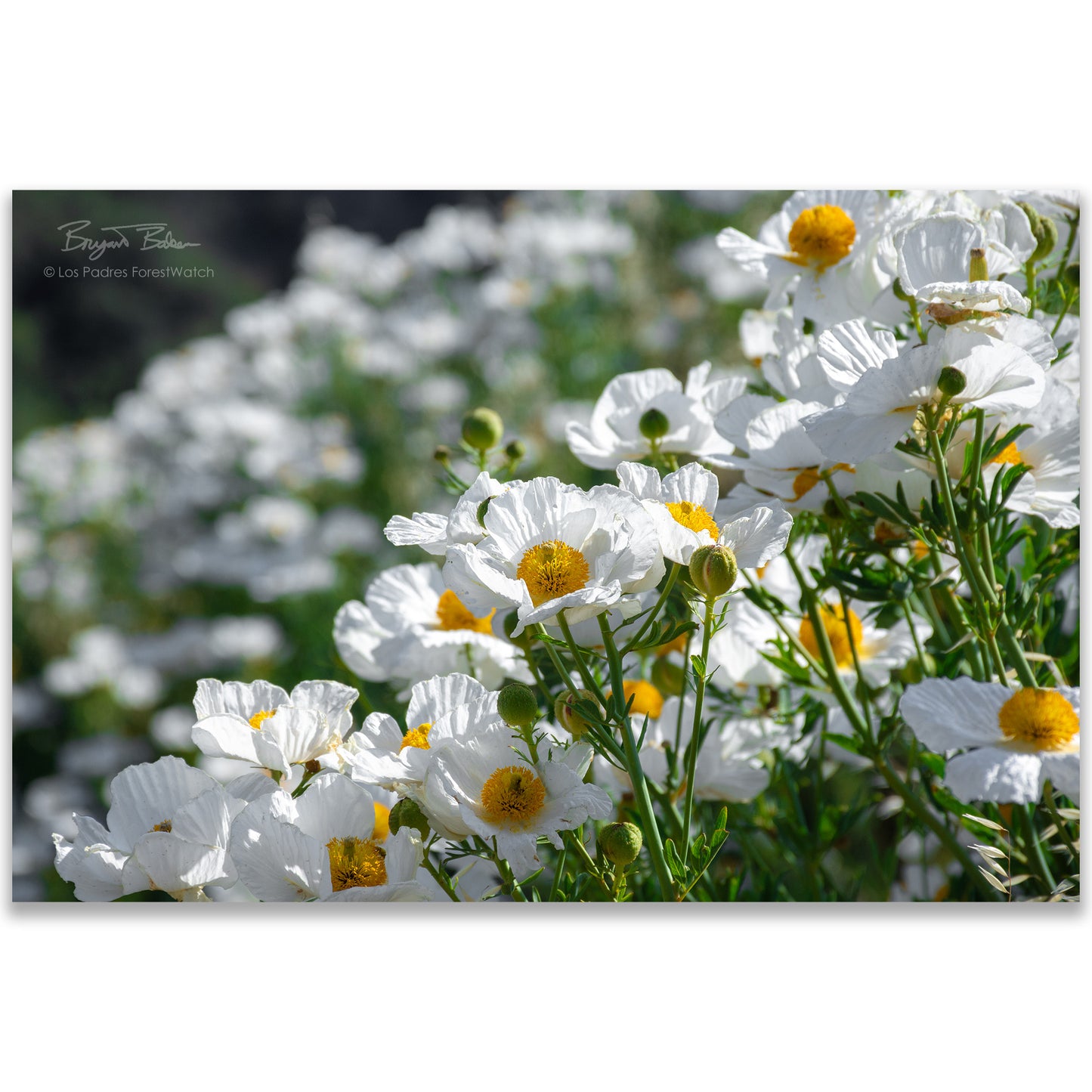Matilija Poppies