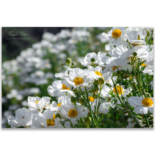 Matilija Poppies