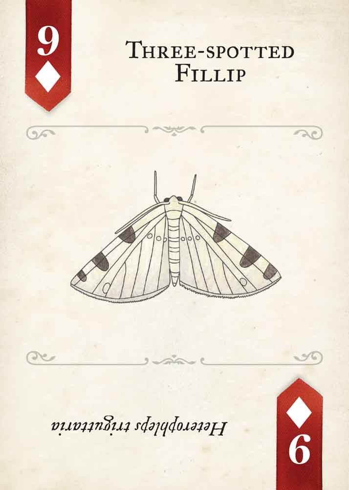 Moths Playing Cards
