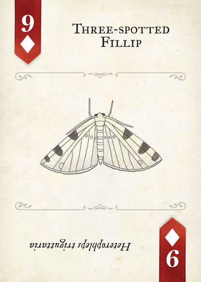 Moths Playing Cards
