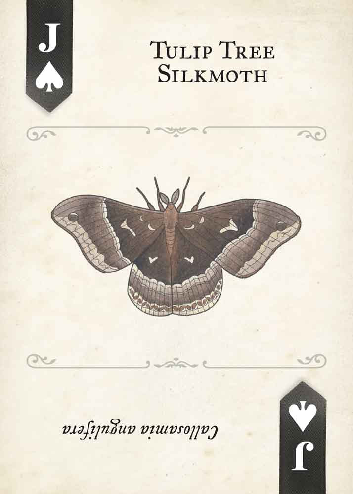 Moths Playing Cards