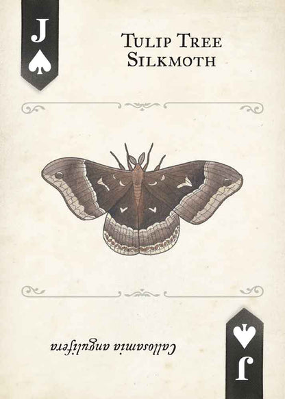 Moths Playing Cards