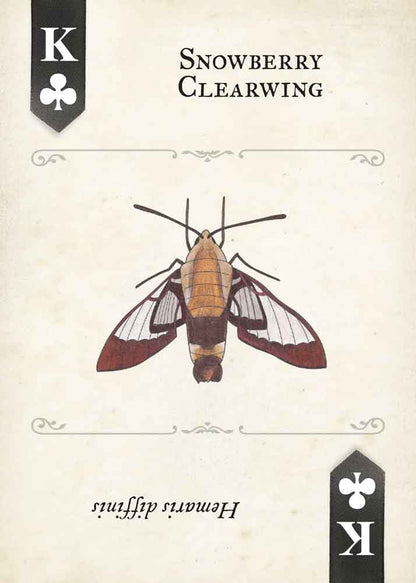 Moths Playing Cards