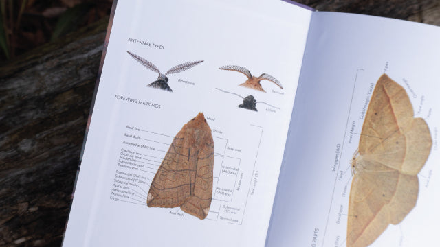 Moths of Western North America