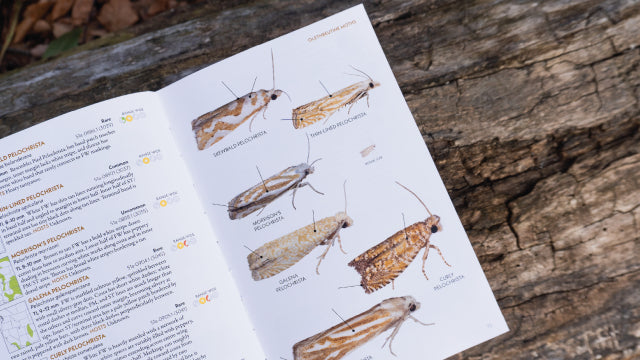 Moths of Western North America