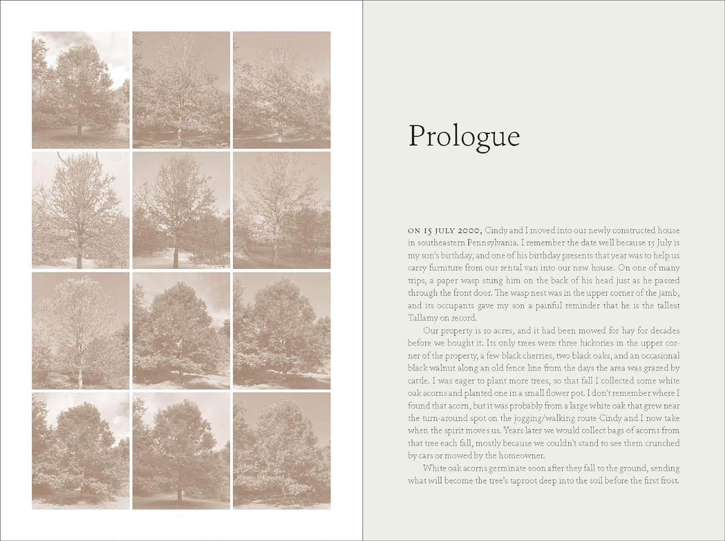 The Nature of Oaks: The Rich Ecology of Our Most Essential Native Trees