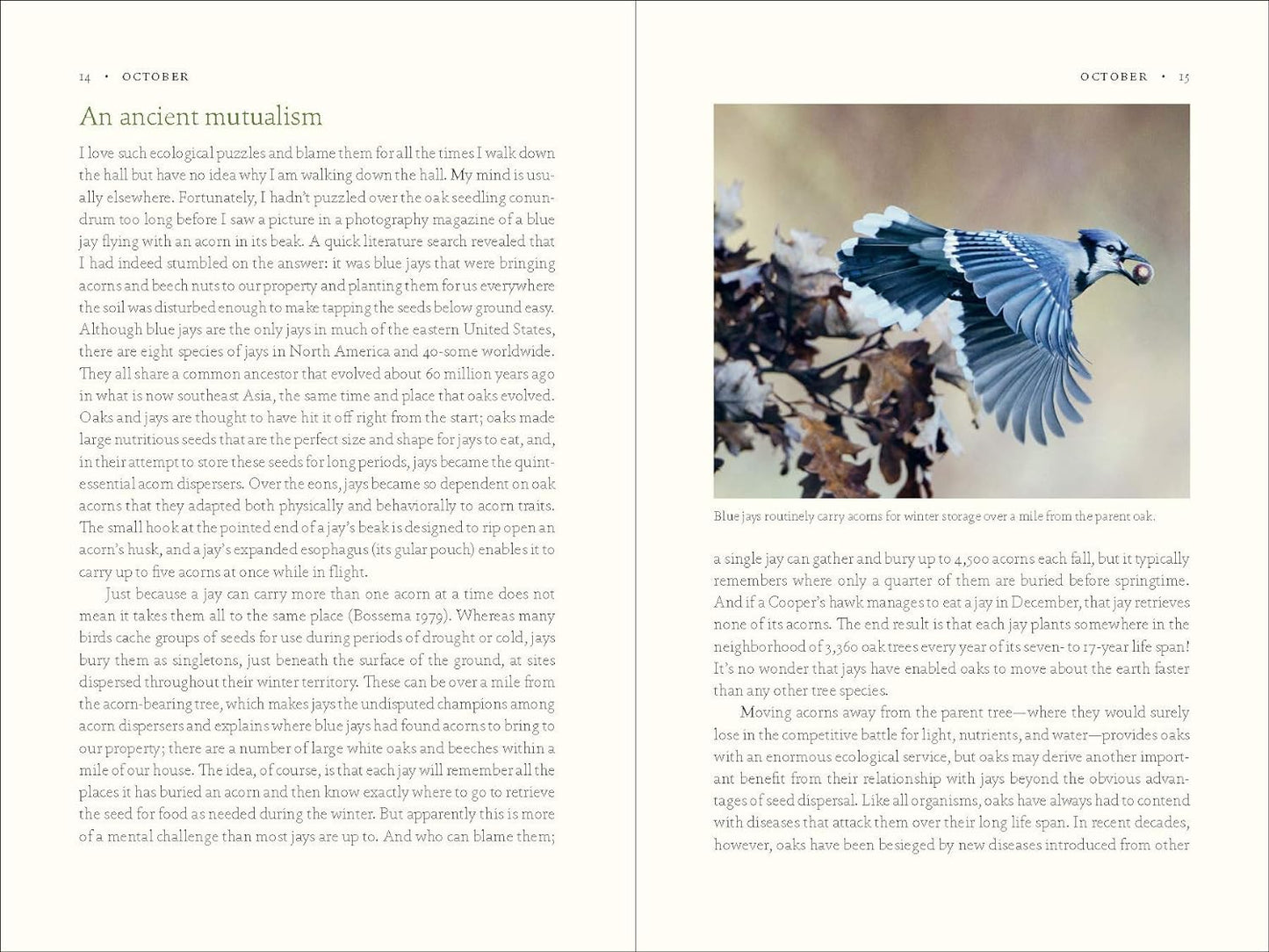 The Nature of Oaks: The Rich Ecology of Our Most Essential Native Trees