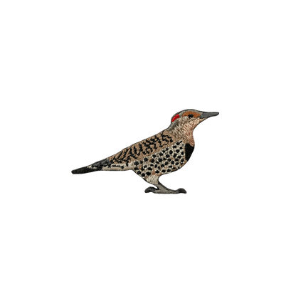 Northern Flicker Patch
