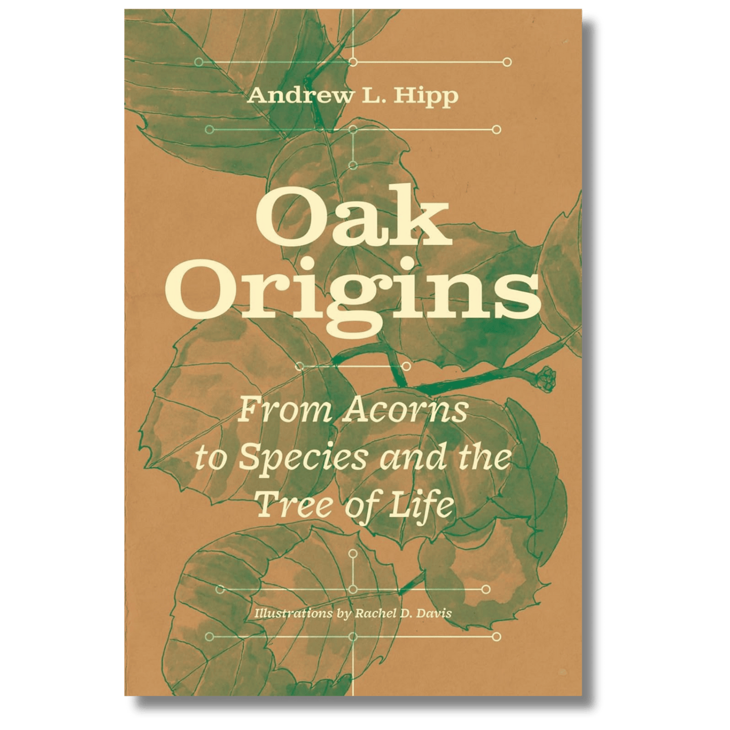 Oak Origins: From Acorns to Species and the Tree of Life