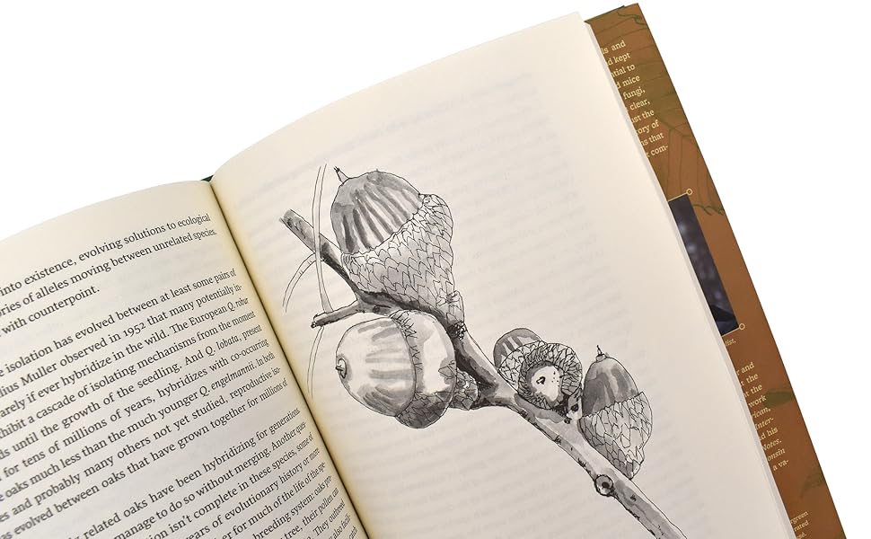 Oak Origins: From Acorns to Species and the Tree of Life