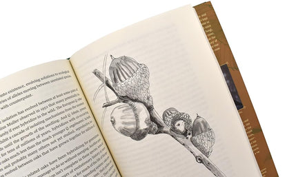 Oak Origins: From Acorns to Species and the Tree of Life