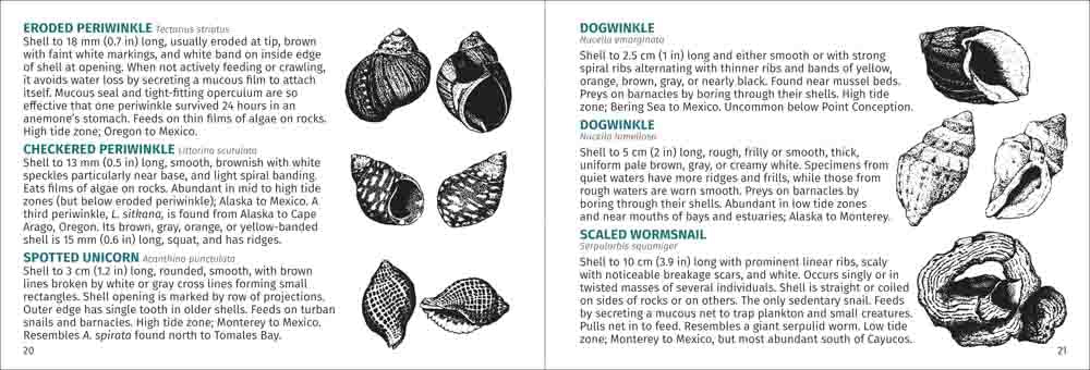 Pacific Intertidal Life