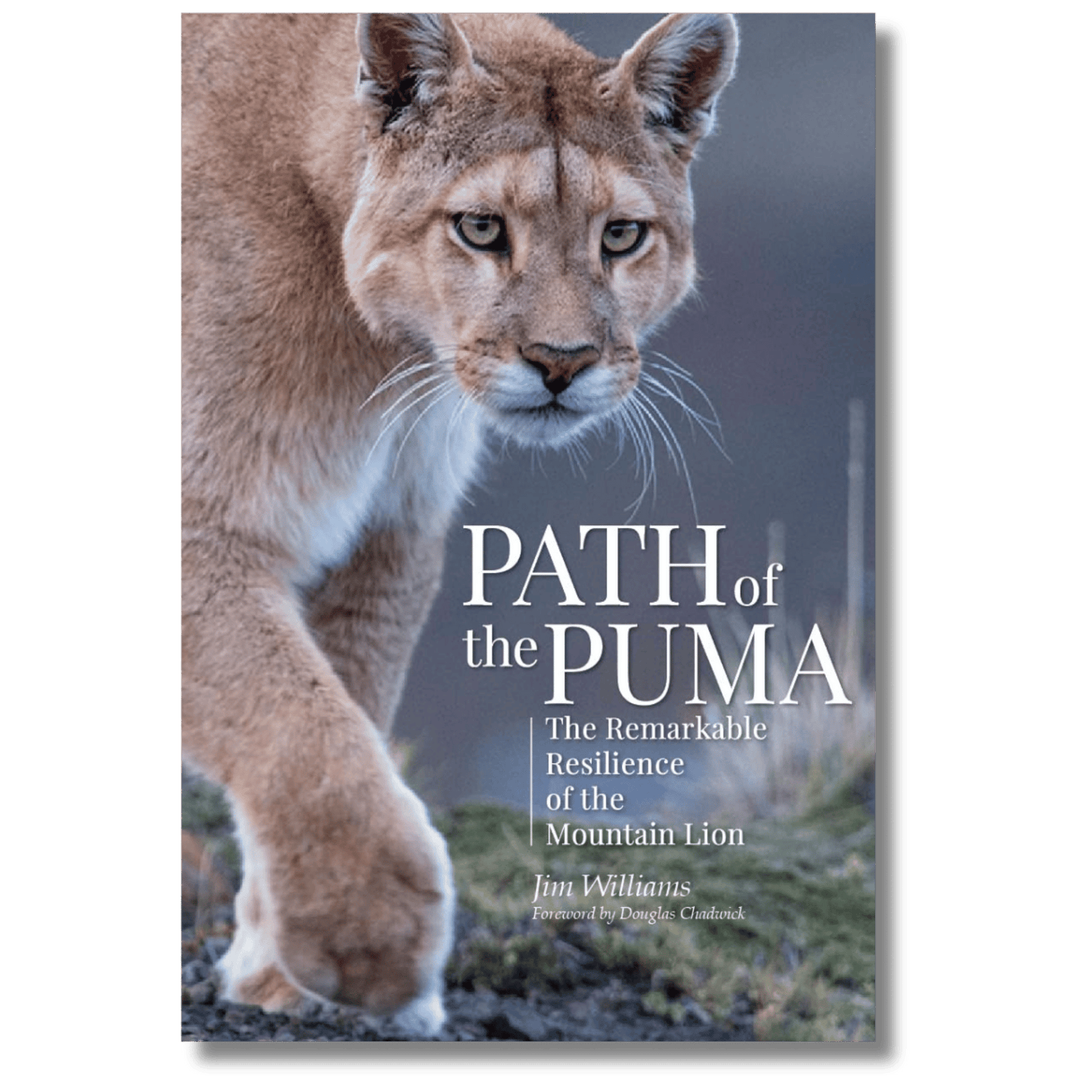 Path of the Puma: The Remarkable Resilience of the Mountain Lion