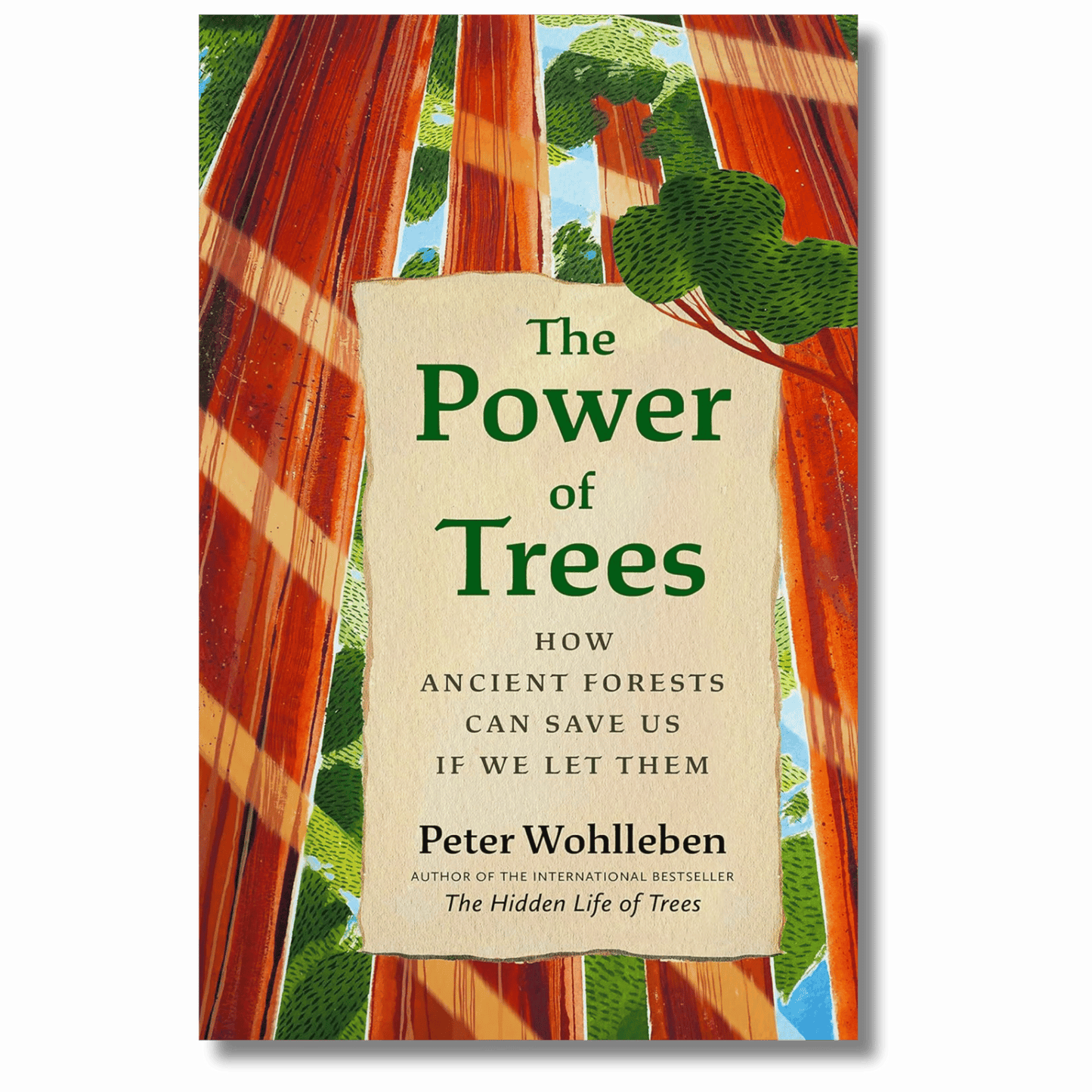 The Power of Trees: How Ancient Forests Can Save Us if We Let Them