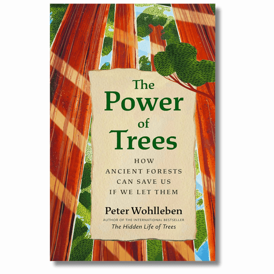 The Power of Trees: How Ancient Forests Can Save Us if We Let Them
