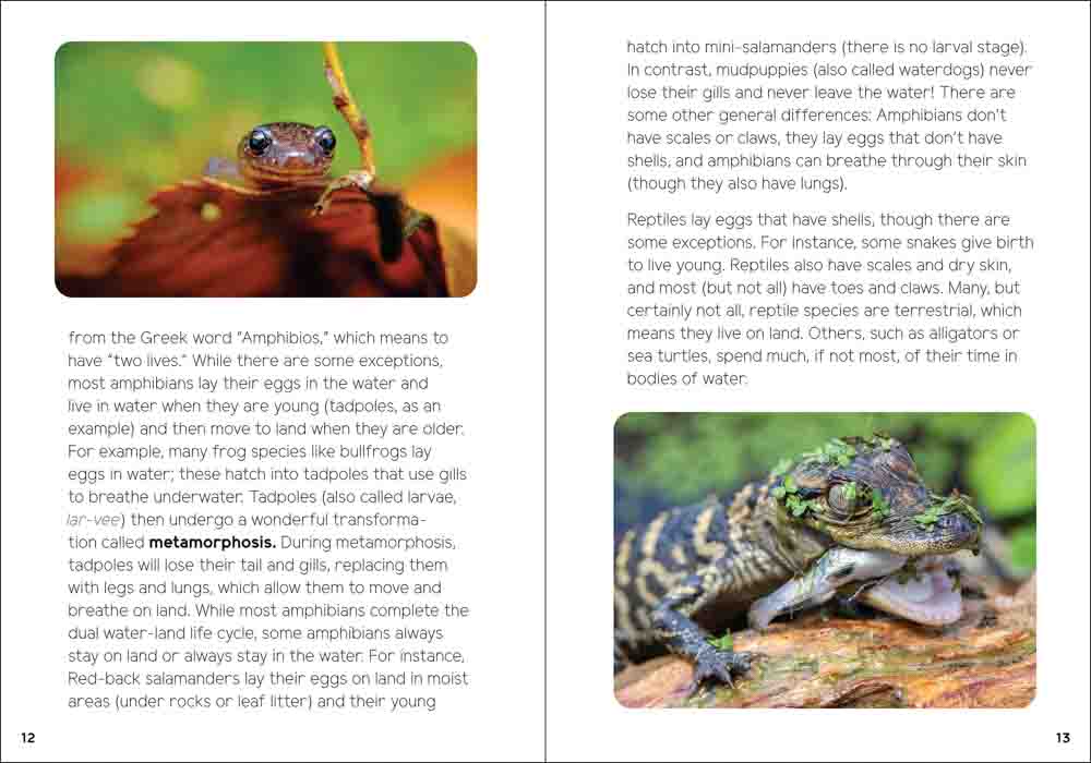 Reptiles & Amphibians for Kids: An Introduction to Herpetology