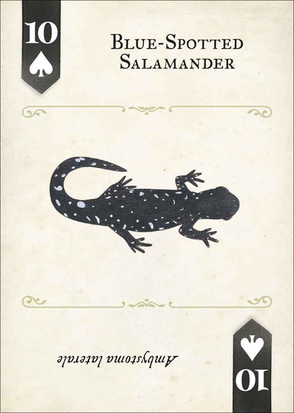 Reptiles & Amphibians Playing Cards