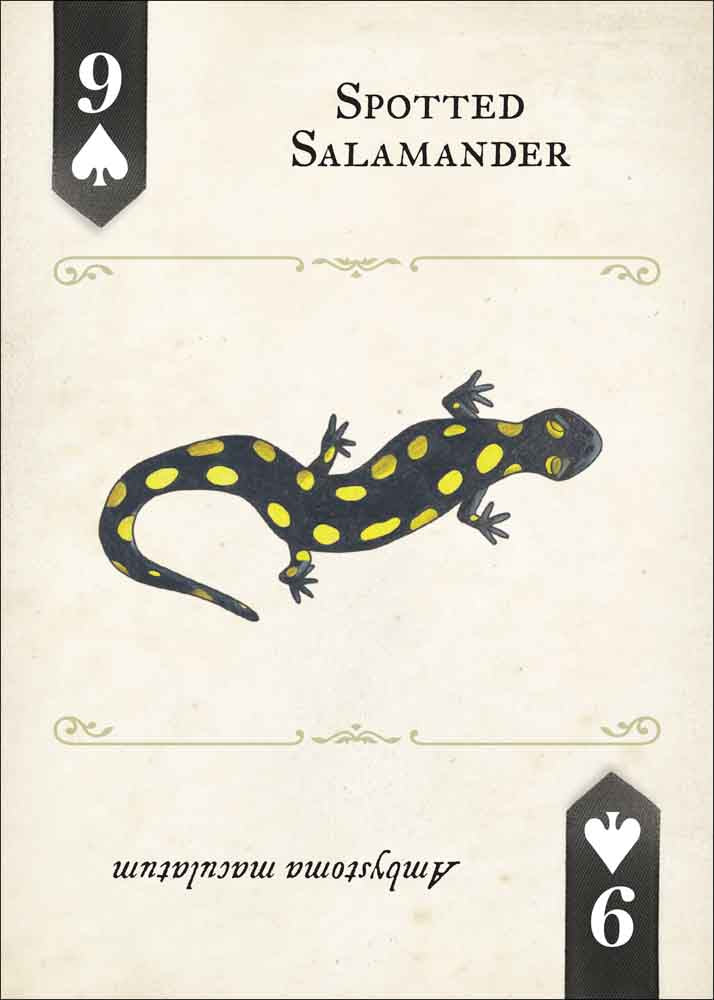 Reptiles & Amphibians Playing Cards