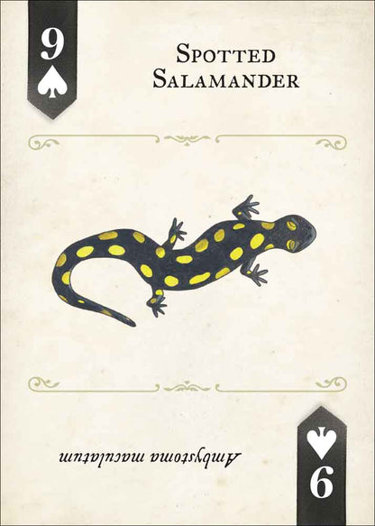 Reptiles & Amphibians Playing Cards