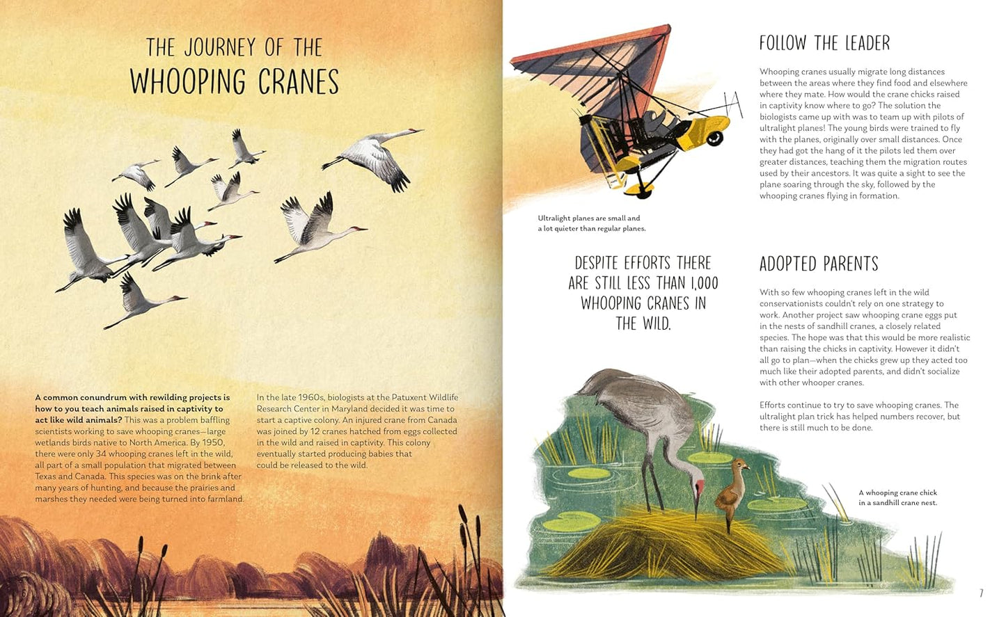 Rewilding: Bringing Wildlife Back Where It Belongs