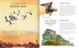 Rewilding: Bringing Wildlife Back Where It Belongs