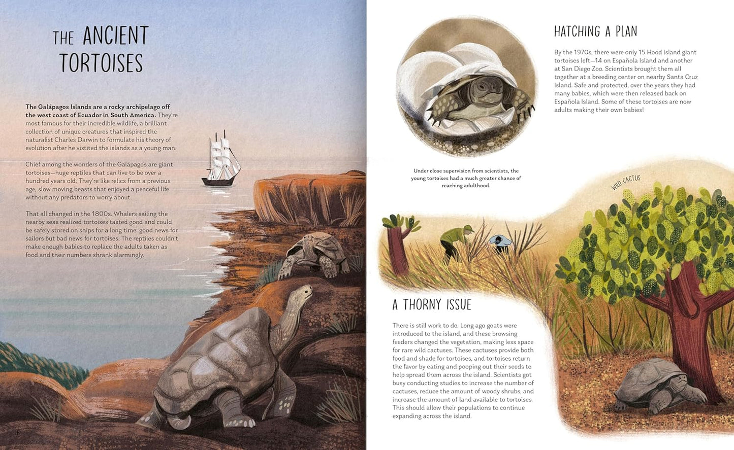 Rewilding: Bringing Wildlife Back Where It Belongs