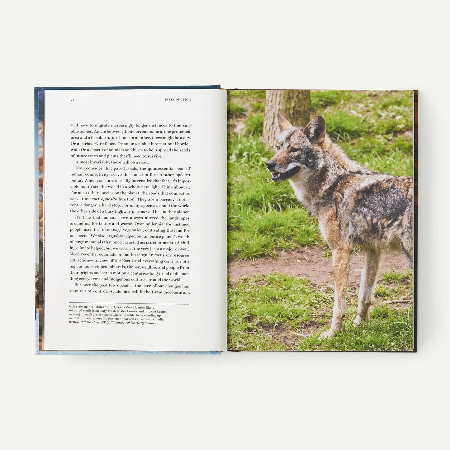 Roam: Wild Animals and the Race to Repair Our Fractured World