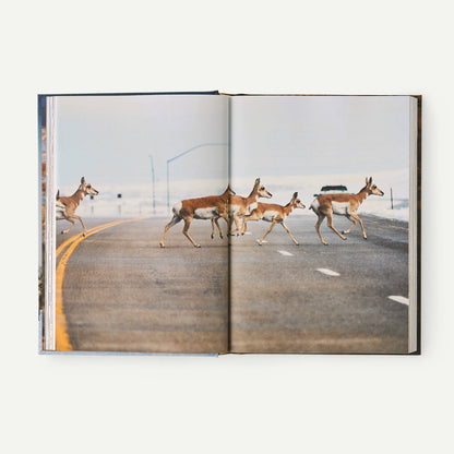 Roam: Wild Animals and the Race to Repair Our Fractured World