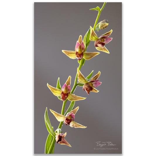 Stream Orchid in the Ojai Backcountry