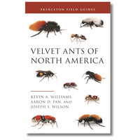 Velvet Ants of North America