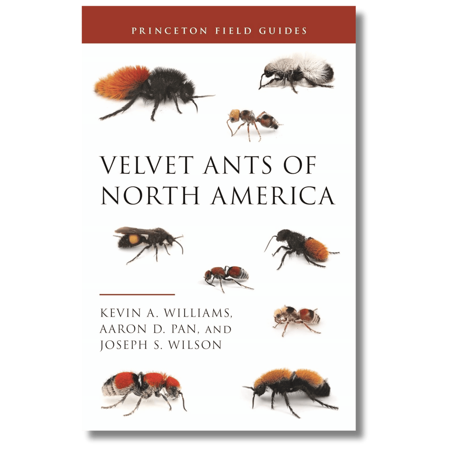 Velvet Ants of North America