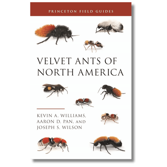 Velvet Ants of North America