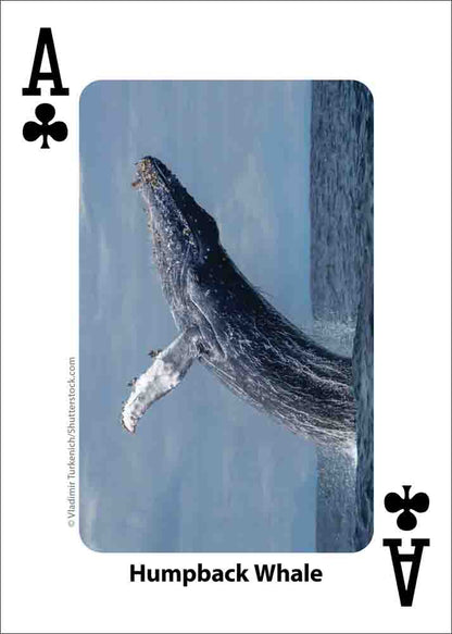 Whales, Dolphins, and Marine Mammals Playing Cards