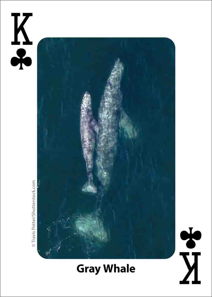 Whales, Dolphins, and Marine Mammals Playing Cards