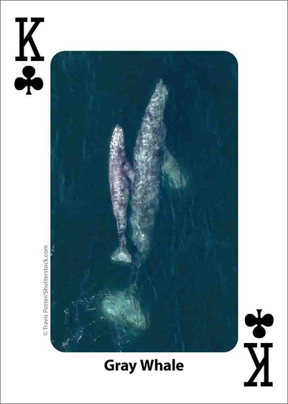 Whales, Dolphins, and Marine Mammals Playing Cards