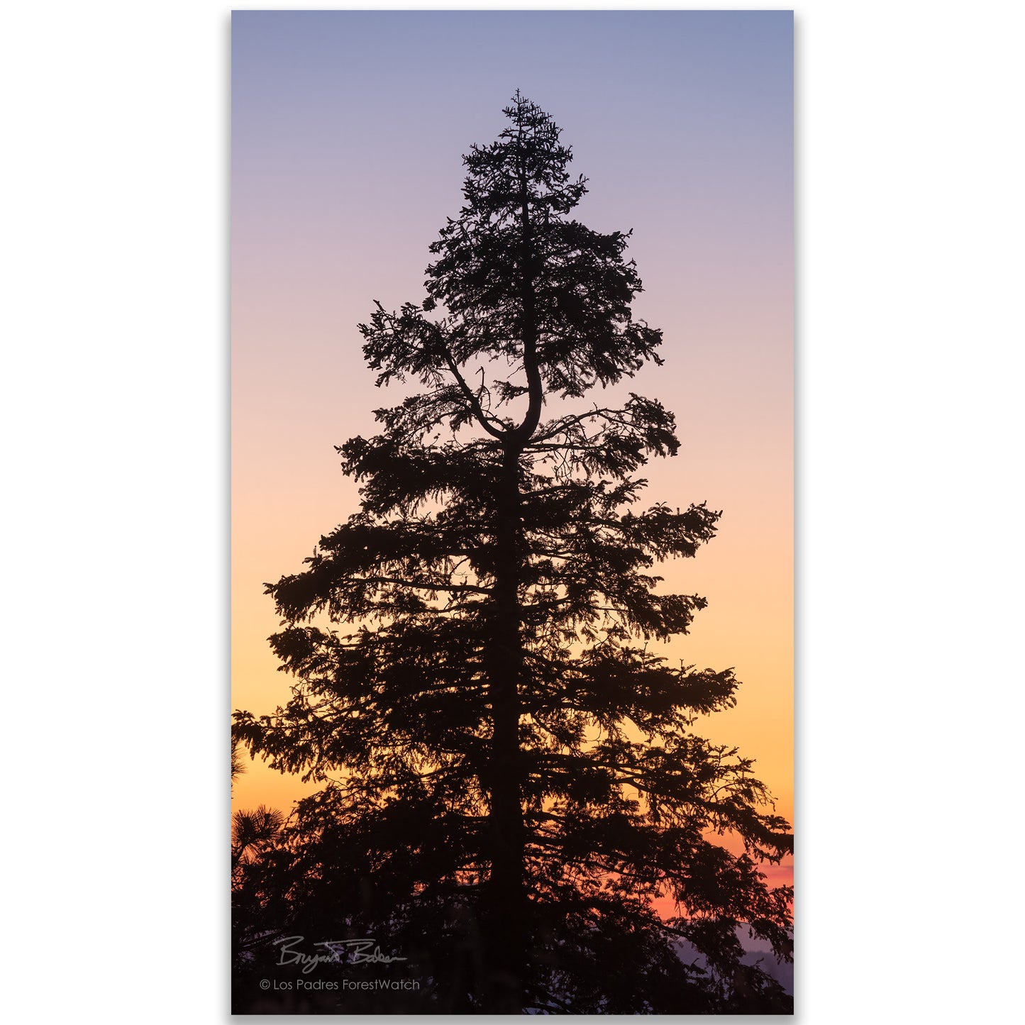 White Fir at Sunset
