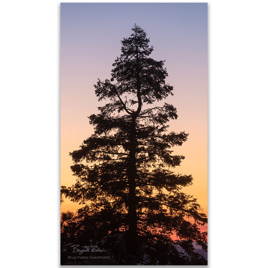 White Fir at Sunset