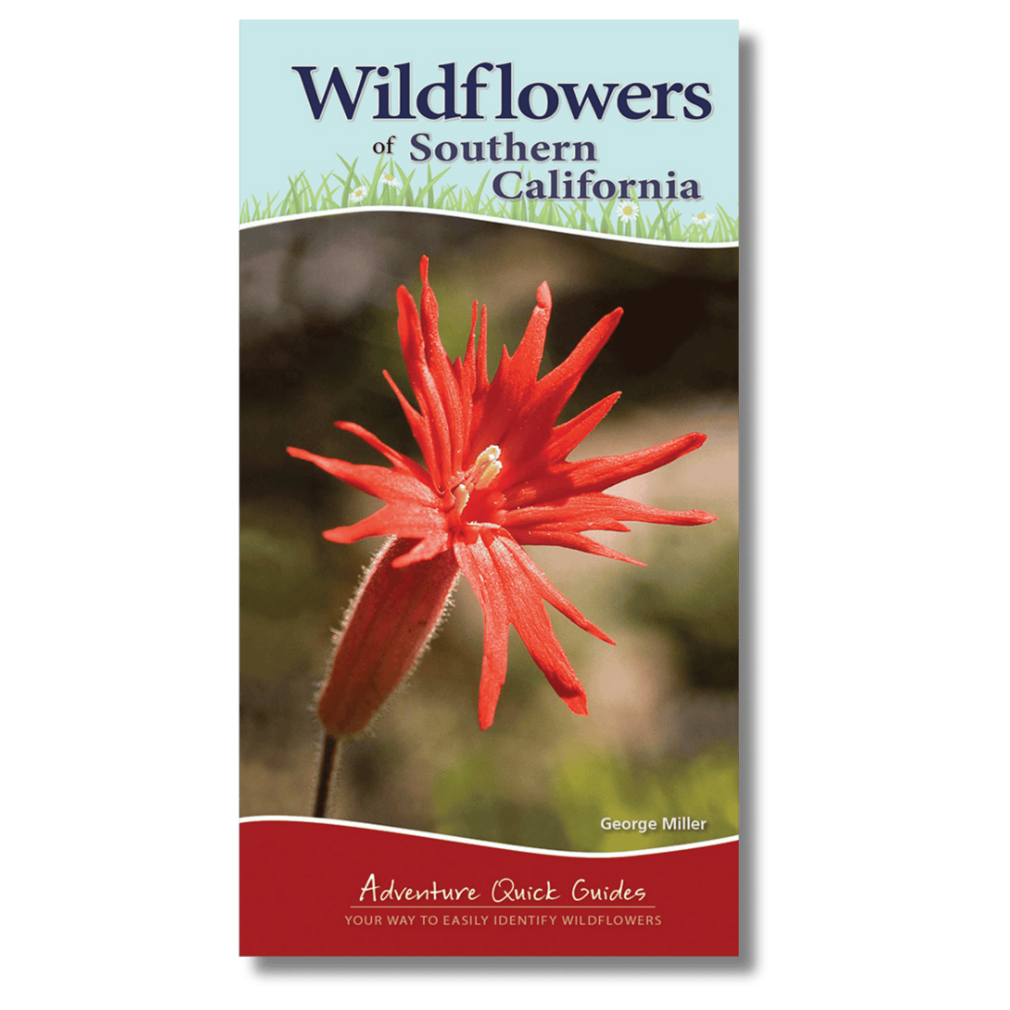 Wildflowers of Southern California